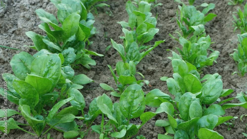 Spinach bushes grow on the bed. Camera movement. Spinach bushes grow on the bed. Camera movement.