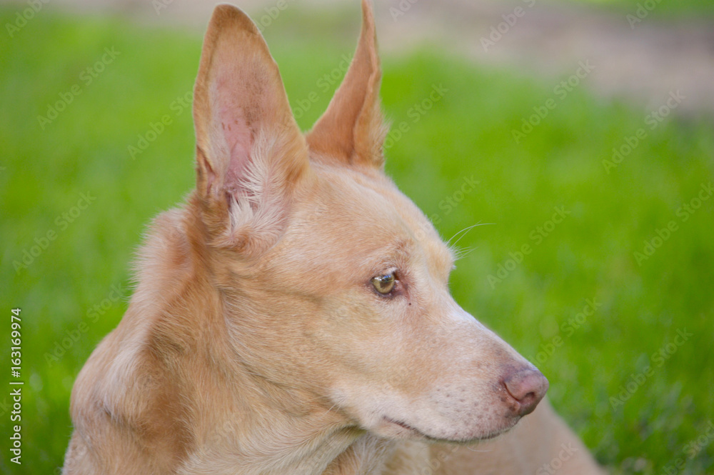 Podenco andaluz dog
