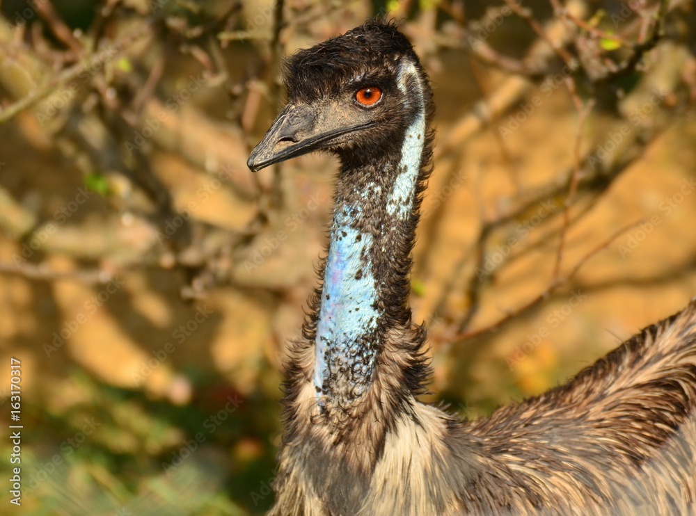 Struś emu (Ostrich)