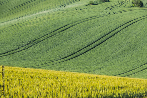 Wavy agricultural field with young wheat and tracks in Moravian Tuscany in Czech republic.