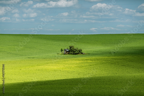 Beautiful fairytale landscape with shadows on field of wheat and a small shed in Moravian Tuscany in Czech republic.