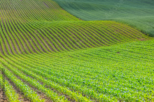 Wavy agricultural field with young sweet corn in Moravian Tuscany in Czech republic.