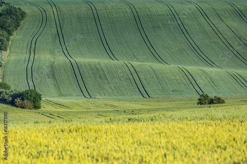 Wavy agricultural field with young wheat and tracks in Moravian Tuscany in Czech republic.