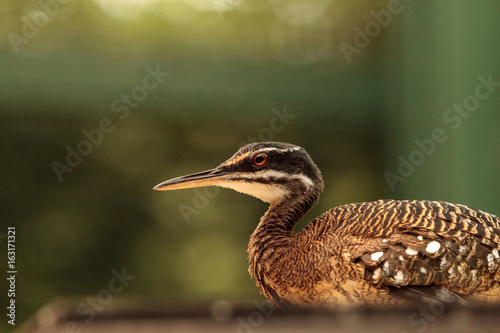 Elegant crested tinamou called Eudromia elegans elegans photo