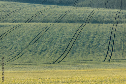 Wavy fairytale landscape with fields of wheat in Moravian Tuscany in Czech republic.