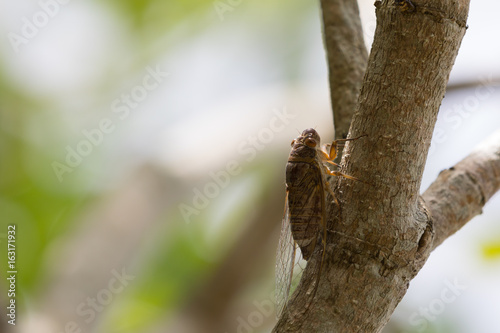 One cicada on a tree trunk