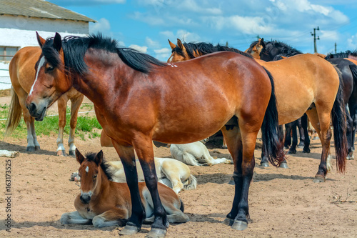 Beautiful horses on the farm   © shymar27
