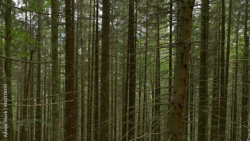 custom made wallpaper toronto digitalDense forest on the slope of the mountain. Thin high trunks of coniferous trees