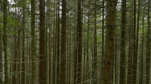 Wallpaper Mural Dense forest on the slope of the mountain. Thin high trunks of coniferous trees Torontodigital.ca