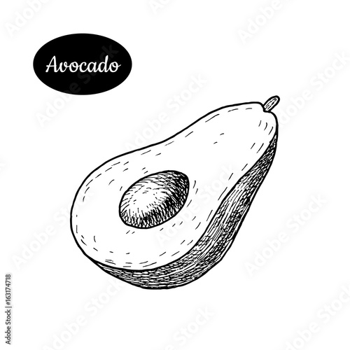 Hand drawn sketch style fresh avocado.