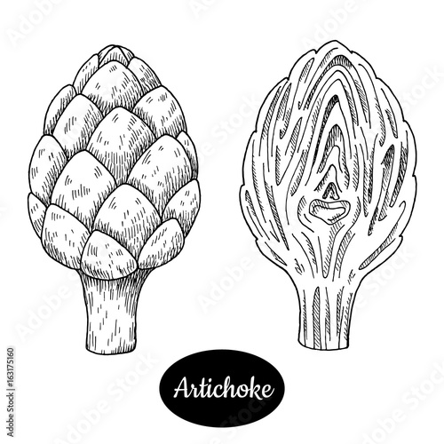 Hand drawn sketch style artichoke.