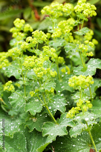 Closeup of Mantle flowers (Alchemilla mollis) in water drops after rain. Lady's-mantle - perennial garden ornamental plant.