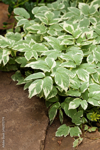 Perennial ground cover ornamental plant Aegopodium podagraria Variegata with beautiful green-white leaves. Selective focus.