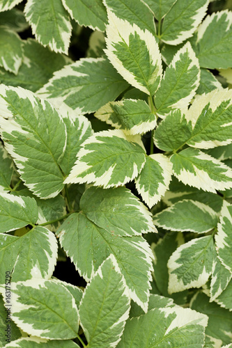 Perennial ground cover ornamental plant Aegopodium podagraria Variegata with beautiful green-white leaves. Nature floral background.