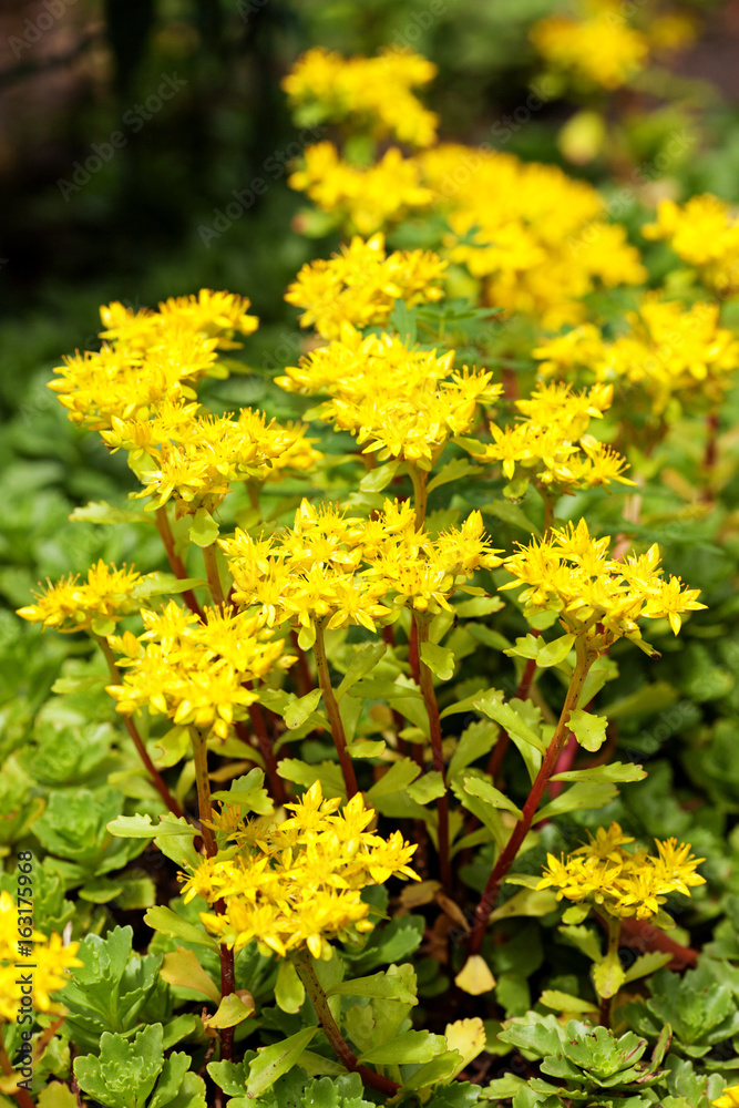 Sedum acre plant (stonecrop or wall-pepper) in full bloom with yellow flowers on garden ground. Selective focus. Vertical view. Sedum acre plant (stonecrop or wall-pepper) in full bloom with yellow flowers on garden ground. Selective focus. Vertical view.