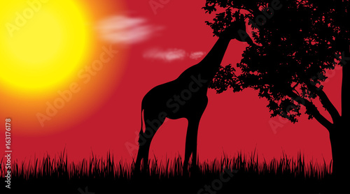 Vector silhouette of giraffe in nature at sunset.