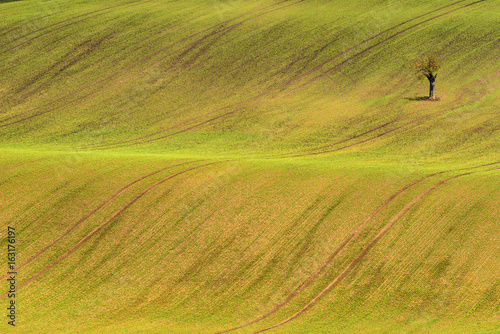 Moravian spring rolling Landscape