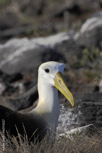 Waved Albatross (Phoebastria irrorata), Punta Suarez, Espanola, Galapagos Islands