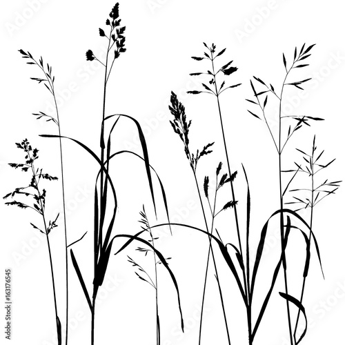 vector wild cereal plants