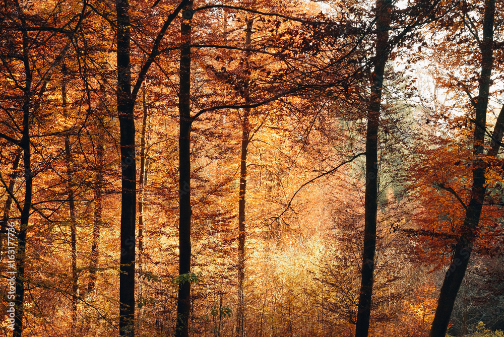 Fototapeta premium Natur im Herbst