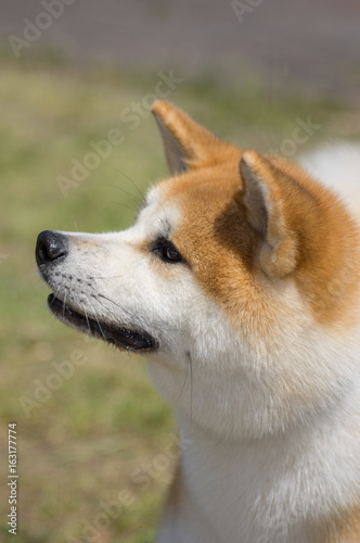 Profile of the head of akita dog.