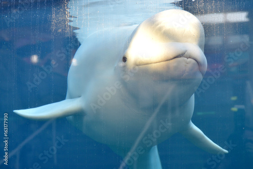 Obraz na plátně Smiling Beluga Whale