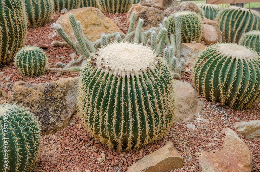 Cactus variety in the greenhouse. Cactus variety in the greenhouse.