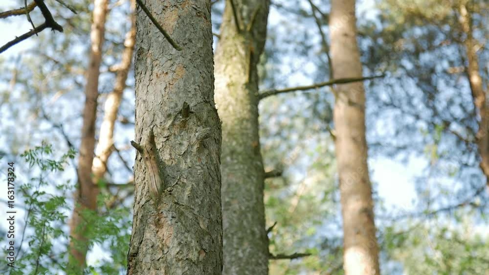 Small bird knocks on the tree trunk on the spring forest. Slow motion. Small bird knocks on the tree trunk on the spring forest. Slow motion.