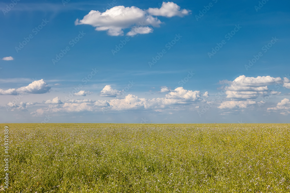Flowering rapeseed field on a sunny day. Flowering rapeseed field on a sunny day.