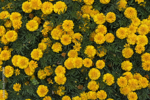 Bright yellow marigolds blooming in the flowerbed