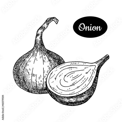 Hand drawn sketch style onion.