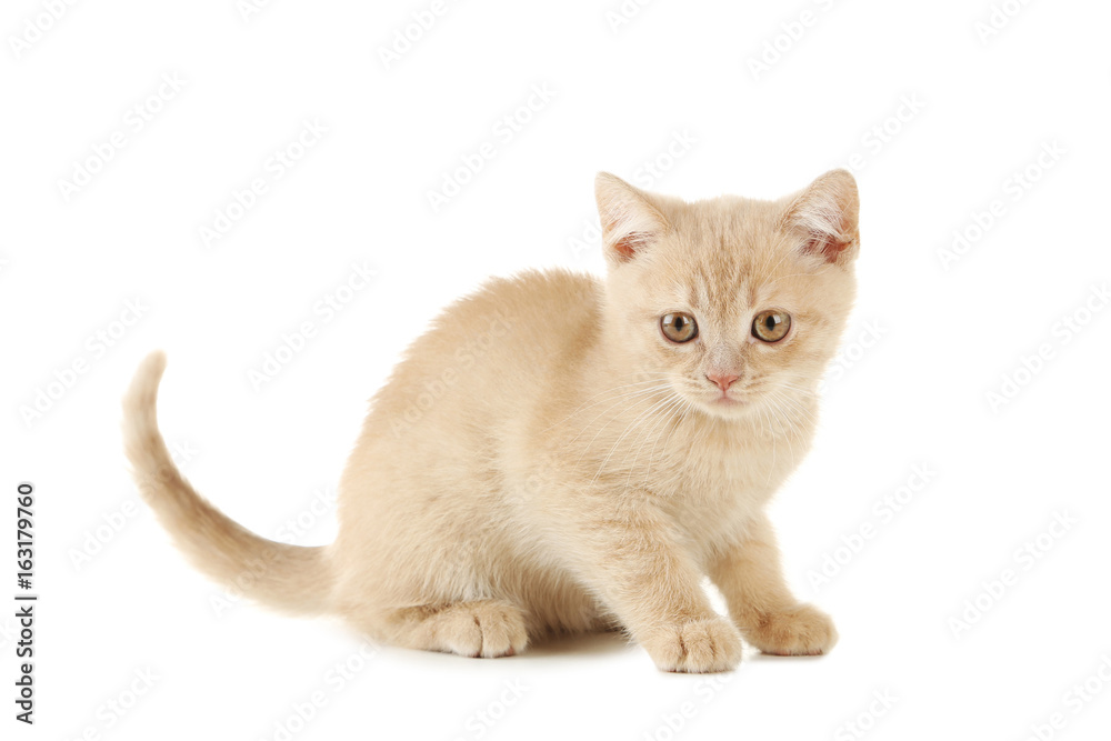 Ginger kitten isolated on a white