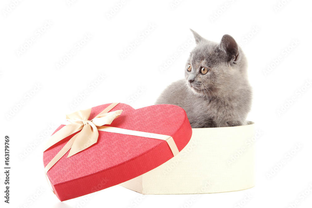 Grey kitten in heart gift box isolated on a white