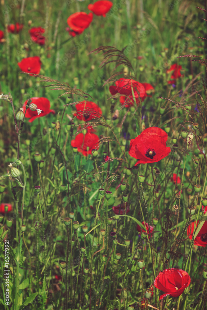 Obraz premium Red poppies on a meadow on a sunny day.