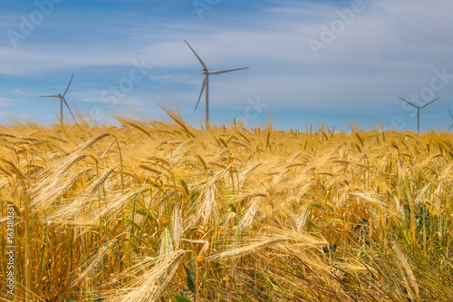 Coastal wind farm in the middle of a wheat field, Botievo, Ukraine photo