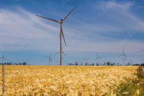 Coastal wind farm in the middle of a wheat field  Botievo  Ukraine