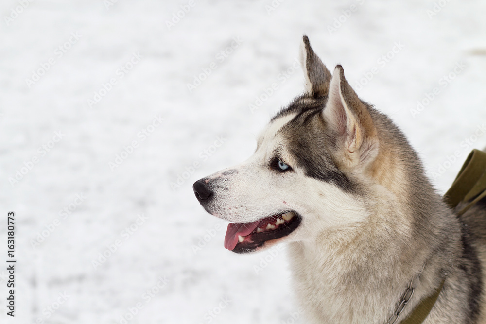 Siberian husky V