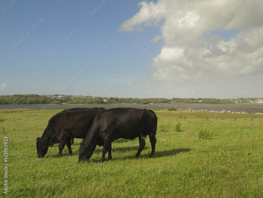Black cows grazing grass in a field on a bright sunny day.