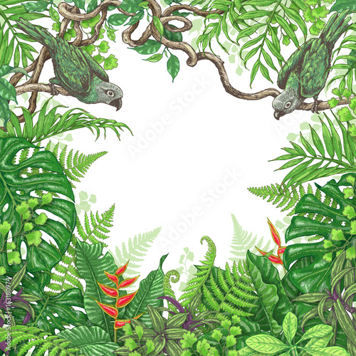 Tropical Plants  and Birds Frame