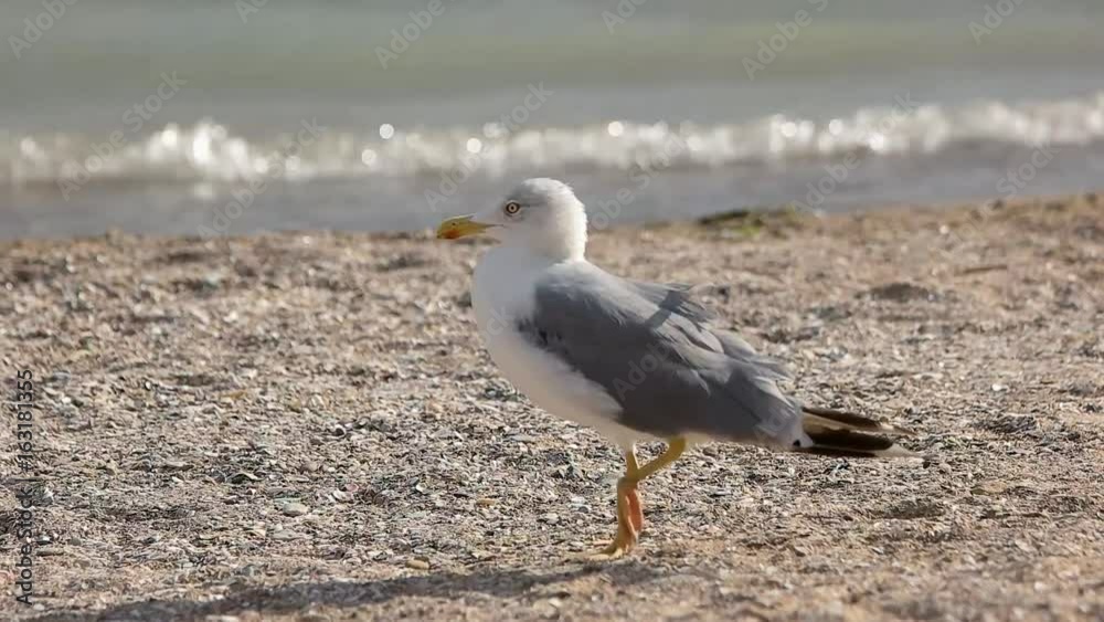 Seagull walking in slow-mo. Bird on the seashore. Facts about seagulls. Seagull walking in slow-mo. Bird on the seashore. Facts about seagulls.