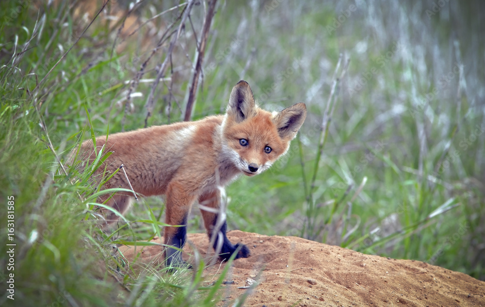 beautiful little furry Fox