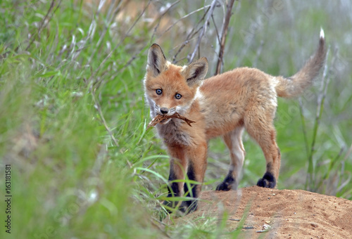 beautiful little furry Fox © serhio777