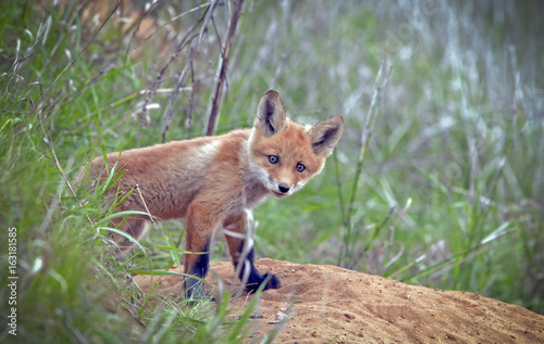 beautiful little furry Fox