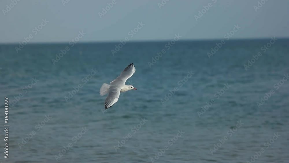 Gull in slow motion. Bird landing on seashore. Gull in slow motion. Bird landing on seashore.