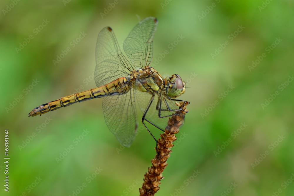 dragonfly yellow dragonfly yellow