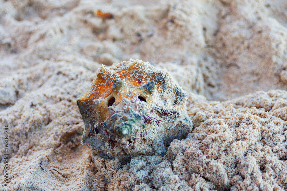 leaky lambi shell in the sand. Caribbean sea shells