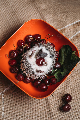 Little african hedgehog photo