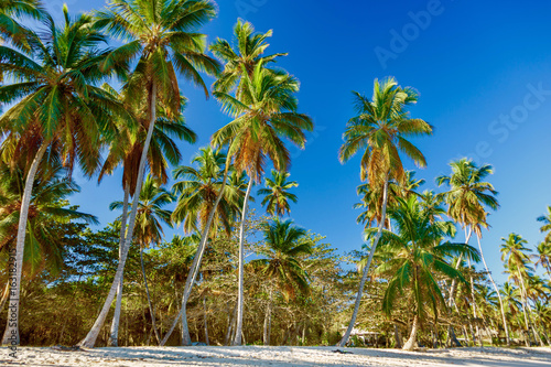 Beach with high palm trees on background of blue sky. Dominican Republic