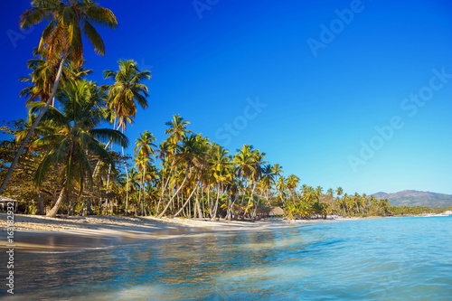 Perfect caribbean beach with coconut palm trees. Dominican Republic