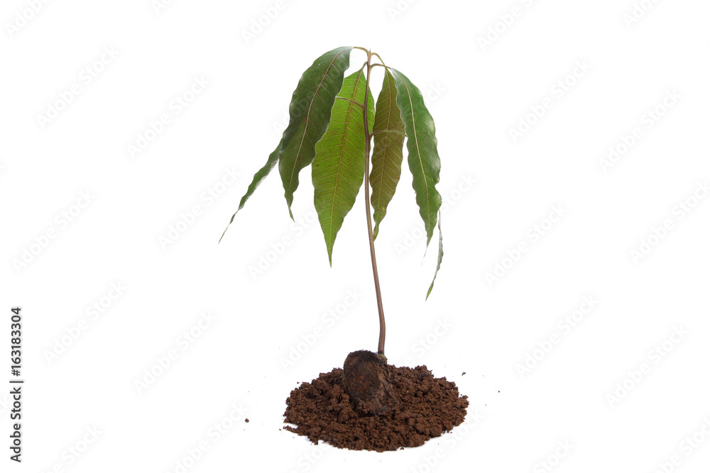 Mango seedling with seed and fresh leaves isolated on white Mango seedling with seed and fresh leaves isolated on white